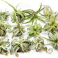 Tillandsia Streptophylla Air Plants  - Multiple Sizes