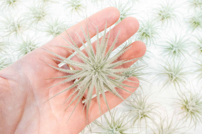 SALE - Tillandsia Tectorum Ecuador Air Plants - Set of 3, 6 or 9 - 25% Off