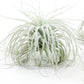 Tillandsia Tectorum Ecuador Air Plants