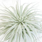 SALE - Tillandsia Tectorum Ecuador Air Plants - Set of 3, 6 or 9 - 25% Off