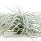 SALE - Tillandsia Tectorum Ecuador Air Plants - Set of 3, 6 or 9 - 25% Off