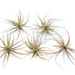 Tillandsia Tenuifolia Air Plants