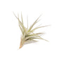 Tillandsia Tenuifolia Air Plants