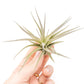 Tillandsia Tenuifolia Air Plants