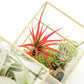 Heptahedron Geometric Glass Terrariums - Set of 2 - with Tillandsia Red Abdita, Ionantha and Small Xerographica