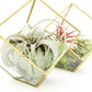 Heptahedron Geometric Glass Terrariums - Set of 2 - with Tillandsia Red Abdita, Ionantha and Small Xerographica