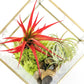 Heptahedron Geometric Glass Terrariums - Set of 2 - with Tillandsia Red Abdita, Ionantha and Small Xerographica