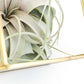 Heptahedron Geometric Glass Terrarium with Tillandsia Xerographica Air Plant