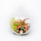 Set of 2 Stunning Hanging Glass Terrariums with Flat Bottoms