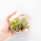 Set of 3 Stunning Hanging Glass Terrariums with Flat Bottoms