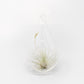SALE - Teardrop Glass Terrariums - Set of 6 or 12 - 40% Off