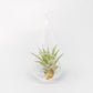 Minimalist Terrarium in a Glass Teardrop - Choose Your Custom Tillandsia Air Plant