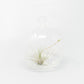 Minimalist Terrarium in a Glass Globe with Flat Bottom - Choose Your Custom Tillandsia Air Plant