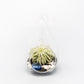 Teardrop Beach Terrariums with Black Sand