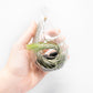 SALE - Set of 3 Funky Teardrop Terrariums with Flat Bottoms