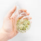 SALE - Teardrop Glass Terrariums - Set of 6 or 12 - 40% Off