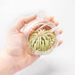 Mini Hanging Flat Bottom Beach Terrariums with White or Black Sand
