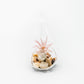 SALE - Set of 3 Airy Teardrop Terrariums with Flat Bottoms