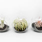 Mini Hanging Flat Bottom Beach Terrariums with White or Black Sand