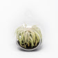 Mini Hanging Flat Bottom Beach Terrariums with White or Black Sand