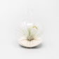 Mini Hanging Flat Bottom Beach Terrariums with White or Black Sand