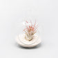Mini Hanging Flat Bottom Beach Terrariums with White or Black Sand