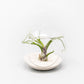 Mini Hanging Flat Bottom Beach Terrariums with White or Black Sand