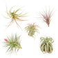 SALE - Collector's Choice Variety of Tillandsia Air Plants - 40% Off