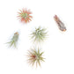 Tillandsia Ionantha Air Plant Variety