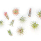 Tillandsia Ionantha Air Plant Variety