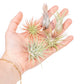 Tillandsia Ionantha Air Plant Variety