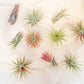 SALE - Tillandsia Ionantha Air Plant Super Packs - Set of 20, 30 or 50 - 70% Off