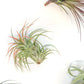 SALE - Collector's Choice Variety of Tillandsia Air Plants - 40% Off