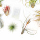 SALE - Premium Tillandsia Air Plant Grab Bag & Fertilizer Packet - Set of 10, 20 or 30 - 40% Off