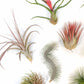SALE - Premium Tillandsia Air Plant Grab Bag & Fertilizer Packet - Set of 10, 20 or 30 - 40% Off