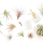 Tillandsia Air Plant Grab Bag of 10 Small & Medium Plants, Fertilizer & Air Plant Mister