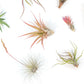 Tillandsia Air Plant Grab Bag of 10 Small & Medium Plants, Fertilizer & Air Plant Mister
