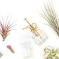 Tillandsia Air Plant Grab Bag of 10 Small & Medium Plants, Fertilizer & Air Plant Mister