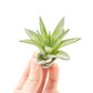 Tillandsia Velutina Air Plants