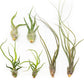 SALE - The Wild Things Collection of Tillandsia Air Plants - Set of 9 or 18 Air - 70% Off
