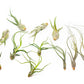 SALE - The Wild Things Collection of Tillandsia Air Plants - Set of 9 or 18 Air - 70% Off