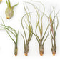 SALE - The Wild Things Collection of Tillandsia Air Plants - Set of 9 or 18 Air - 70% Off