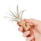 Magnetic Wine Corks with Assorted Tillandsia Air Plants - Set of 3, 6 or 9