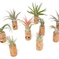 Magnetic Wine Corks with Assorted Tillandsia Air Plants - Set of 3, 6 or 9