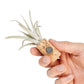 Magnetic Wine Corks with Assorted Tillandsia Air Plants - Set of 3, 6 or 9