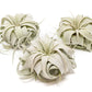 Small Tillandsia Xerographica / 4 -5 Inches Wide