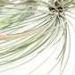 SALE - Special Jumbo Tillandsia Air Plants - Set of 12 - 40% Off