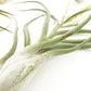 SALE - Special Jumbo Tillandsia Air Plants - Set of 12 - 40% Off
