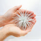 SALE - Tillandsia Tectorum Ecuador Air Plants - Set of 3, 6 or 9 - 25% Off