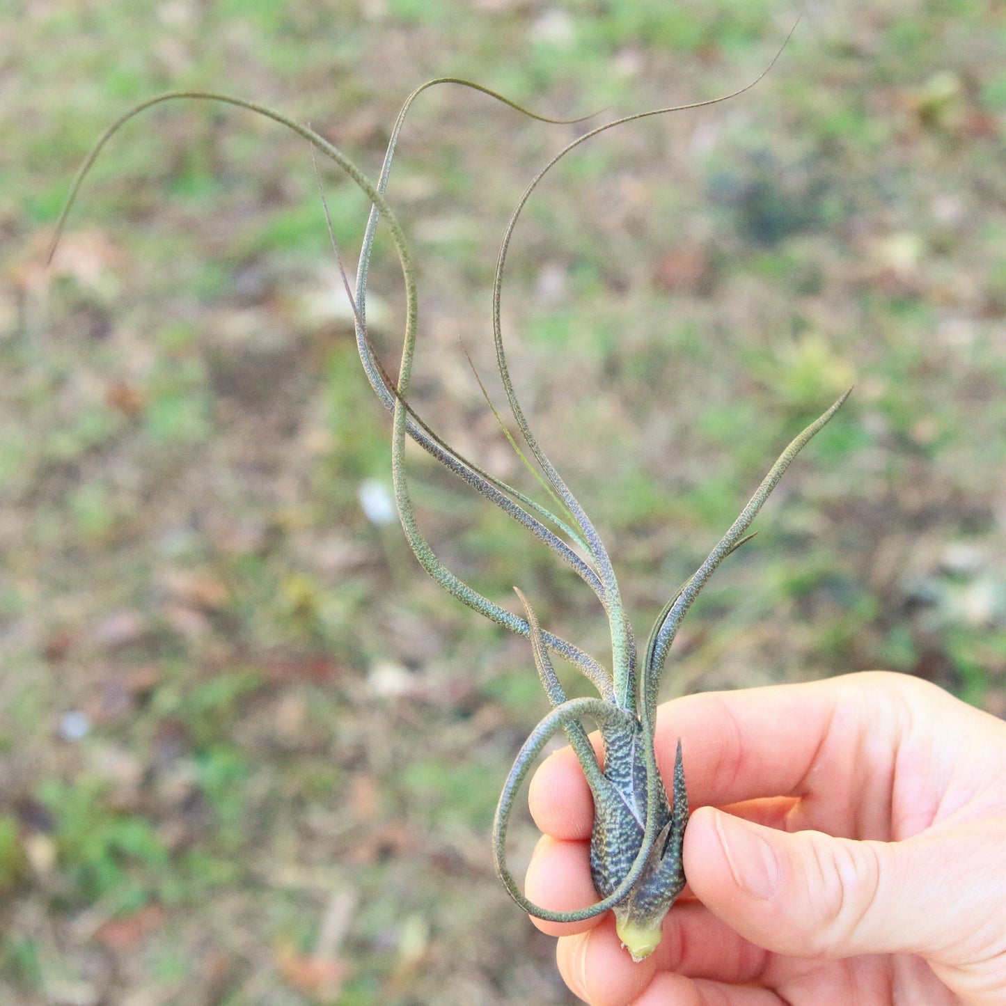 BLOOM SALE - Large Tillandsia Butzii Air Plants